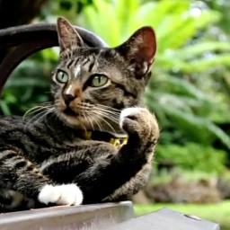 Cat Live Wallpaper のアイコン